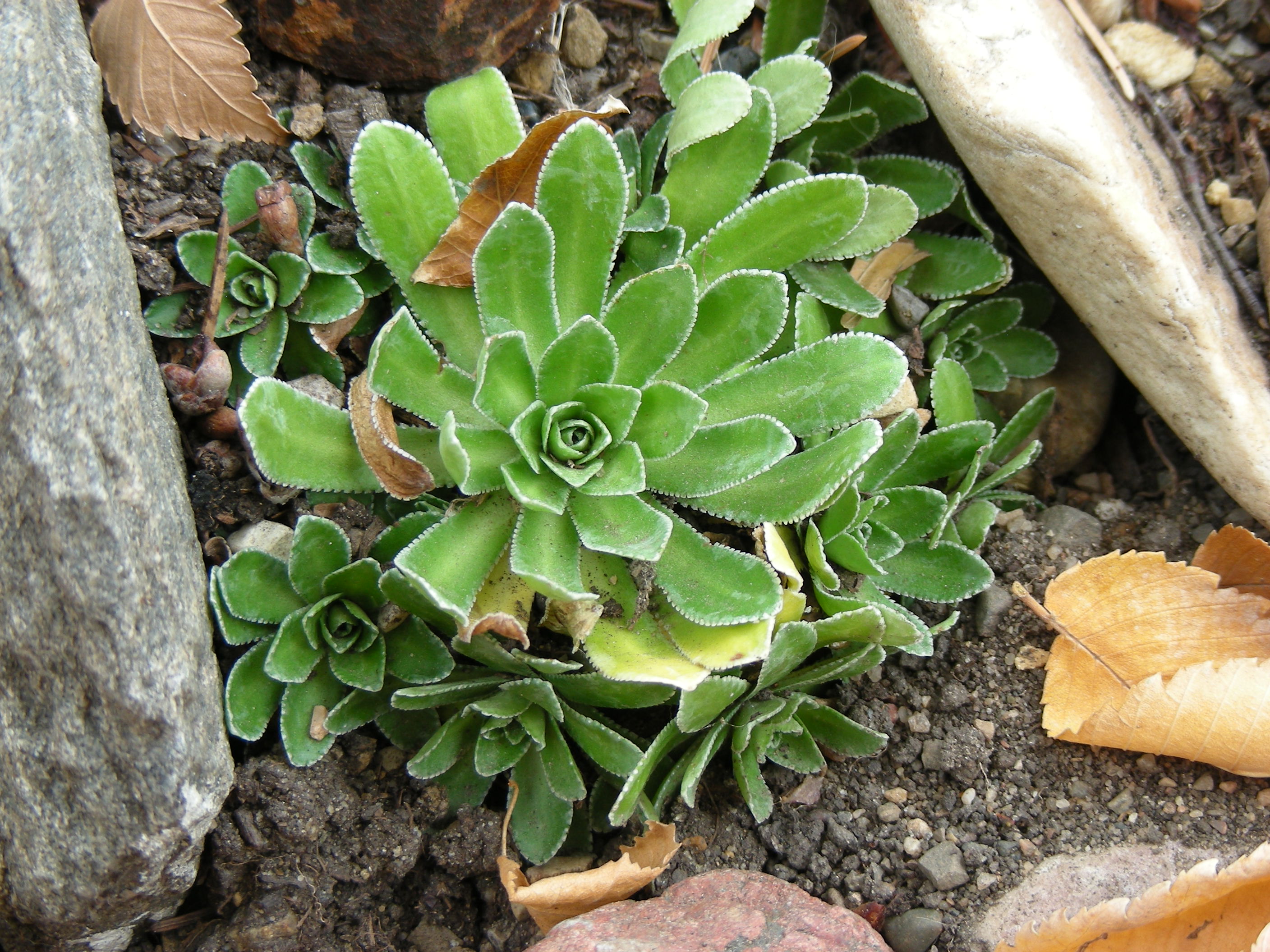 The Plants I Grow Scenes from a garden in Edmonton, Canada Page 5