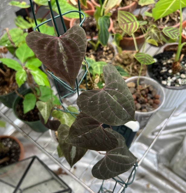 How to Grow Variegated Monkey Ball Vine The Plant Utopia