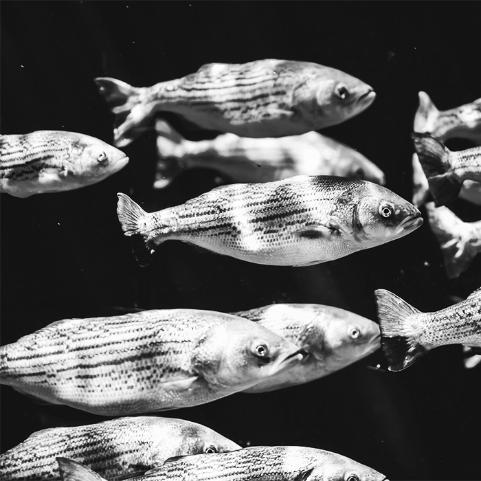 The Effects of Live Music On Marine Life Ultra Music Festival & Noise