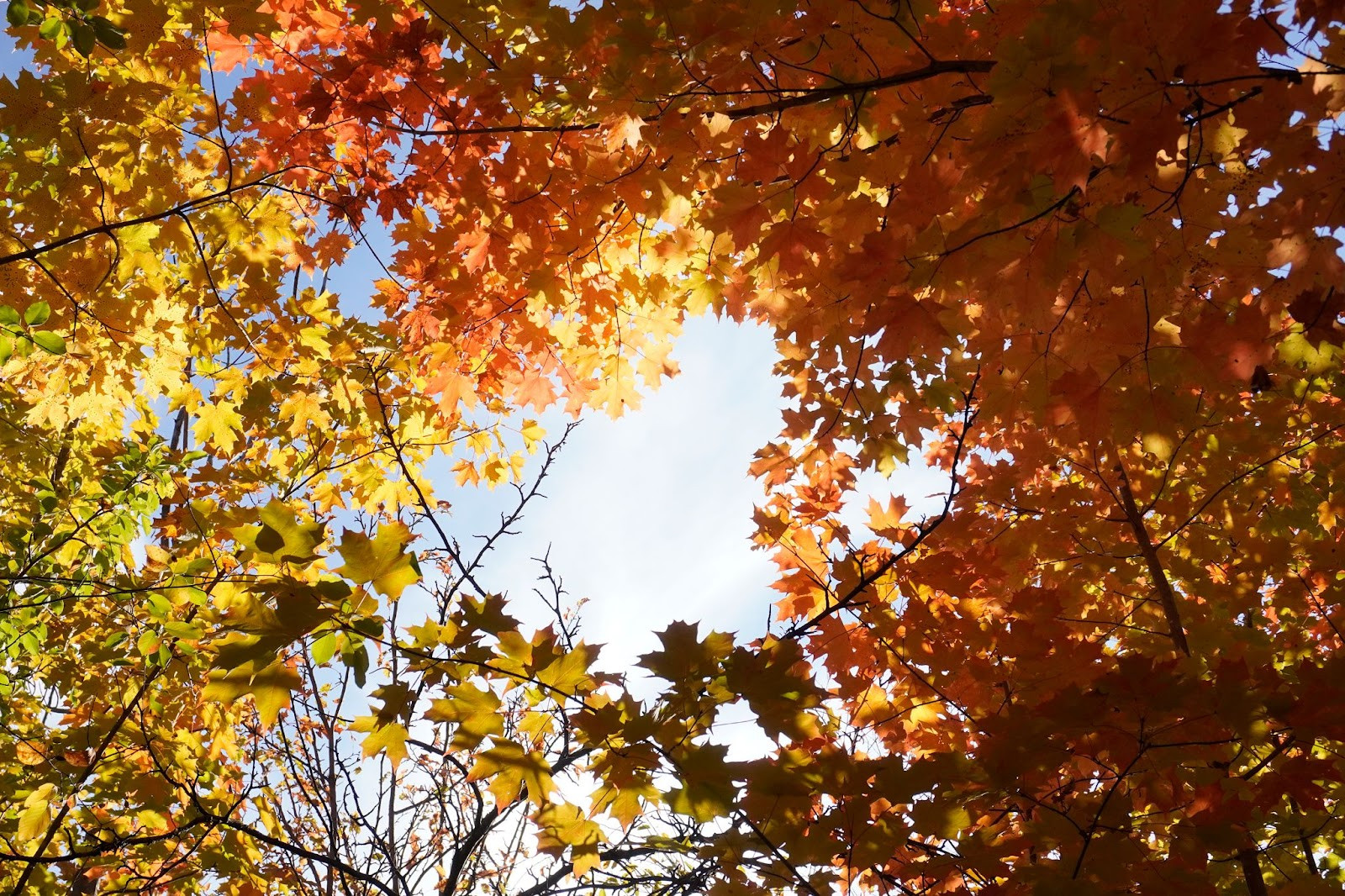 St. Catharines wants to plant 100K trees in 10 years—it’s just one way