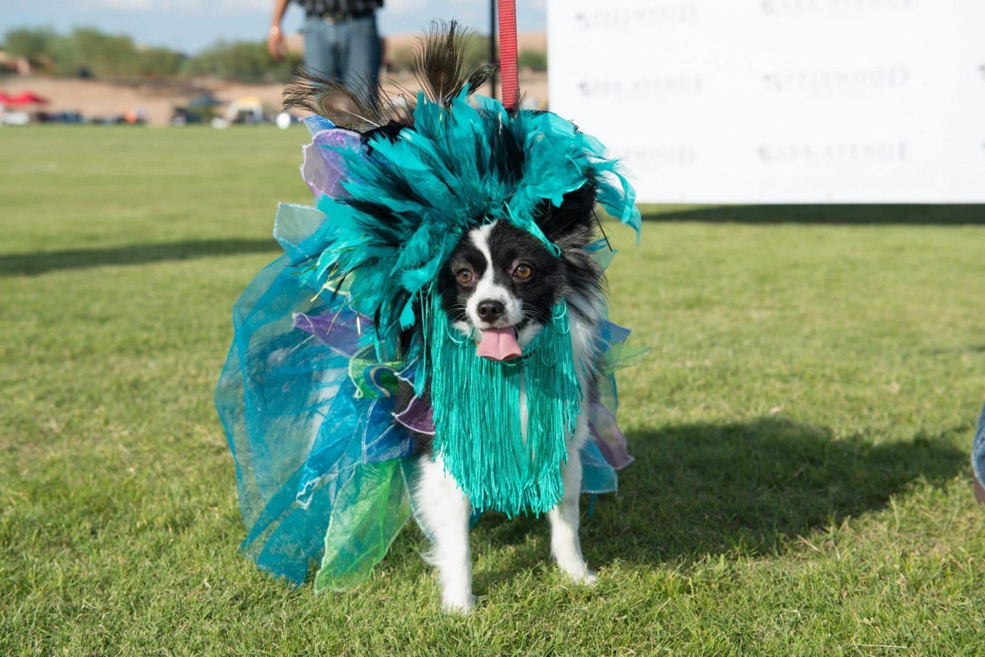 Arizona's Most Flamboyant Dog Fashion Show Being Showcased at Nation's