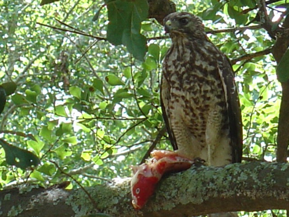 WHO ATE MY KOI LAST NIGHT??? The Pond Digger