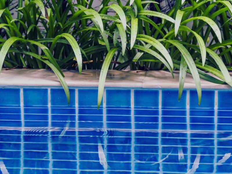 How to Use Tropical Plants for Pool Privacy Best Guide 2024
