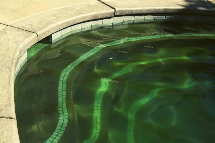Prevent and Cure Green Pools in 2024 Quick & Easy