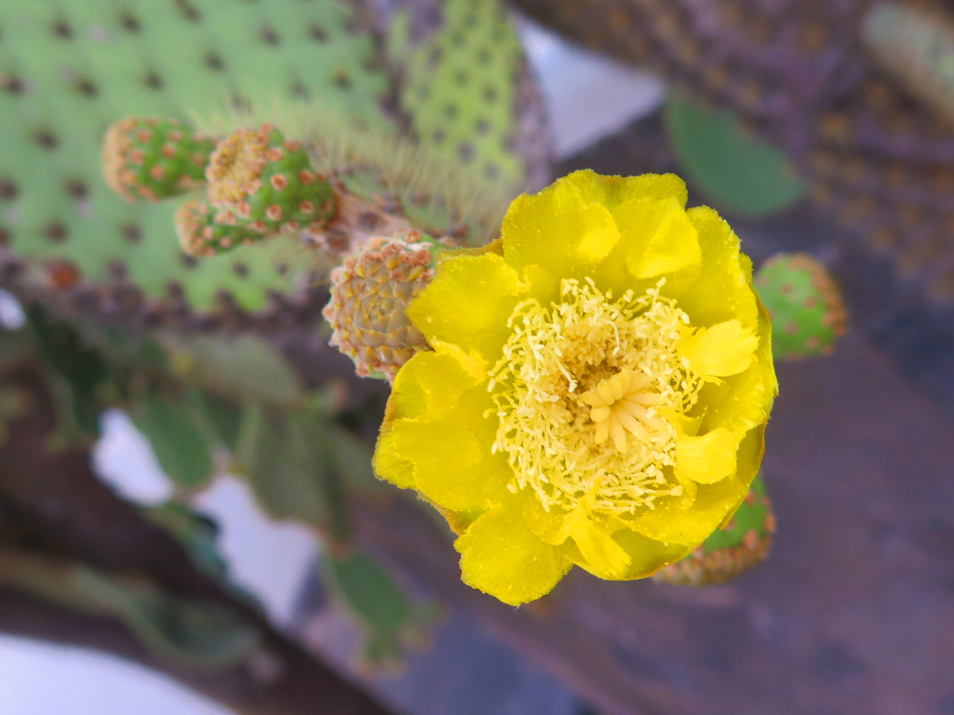 Cactus Flower The Posh Guide