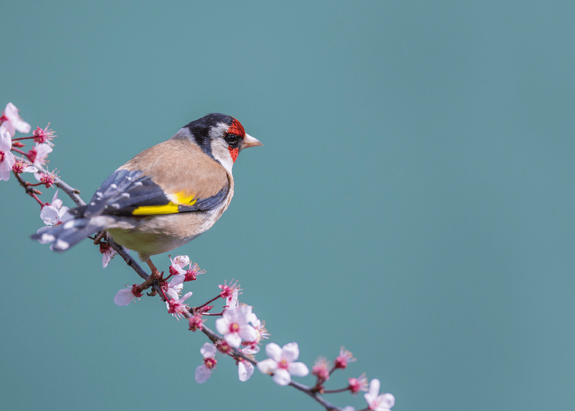 Goldfinch 10 Postcards (0121) The Postcard Store