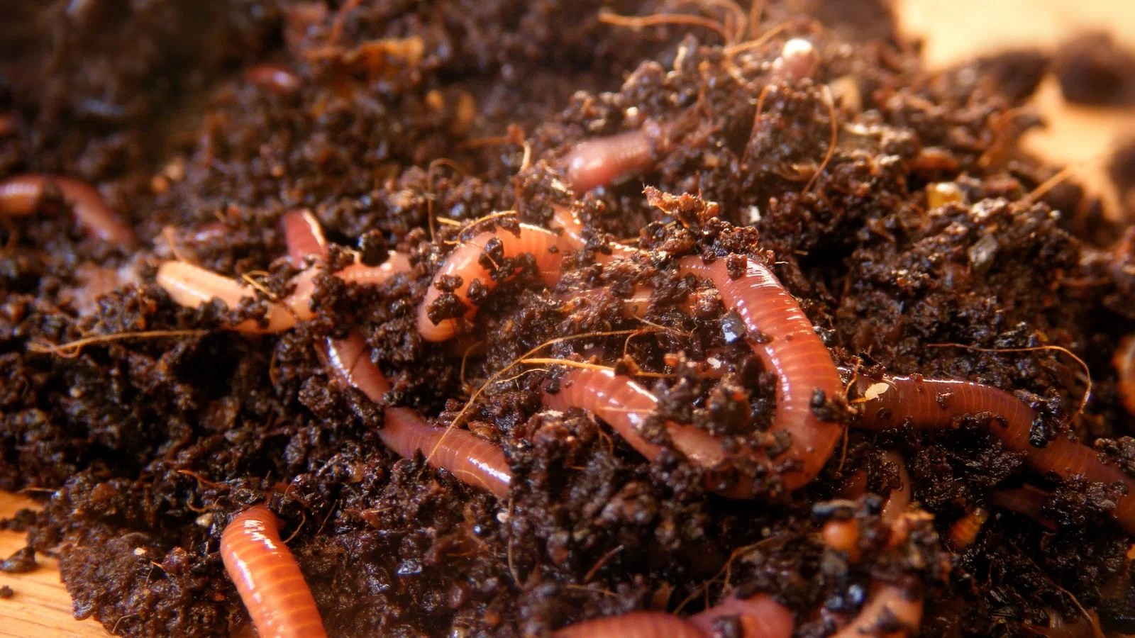Discover the Best Worms for Composting + Find Out Where to Buy The