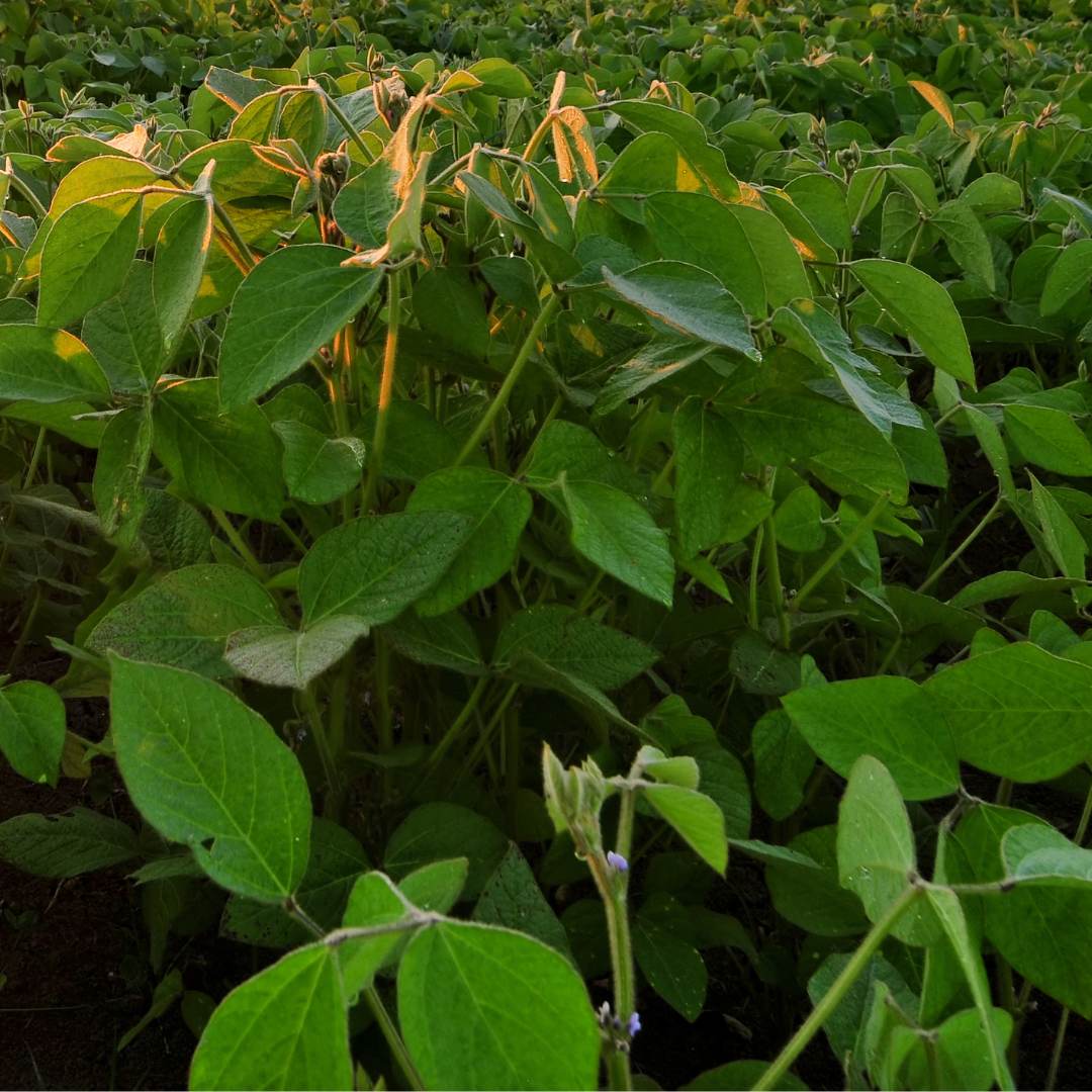 6 Best Cantaloupe Companion Plants & What Not to Plant The Potager