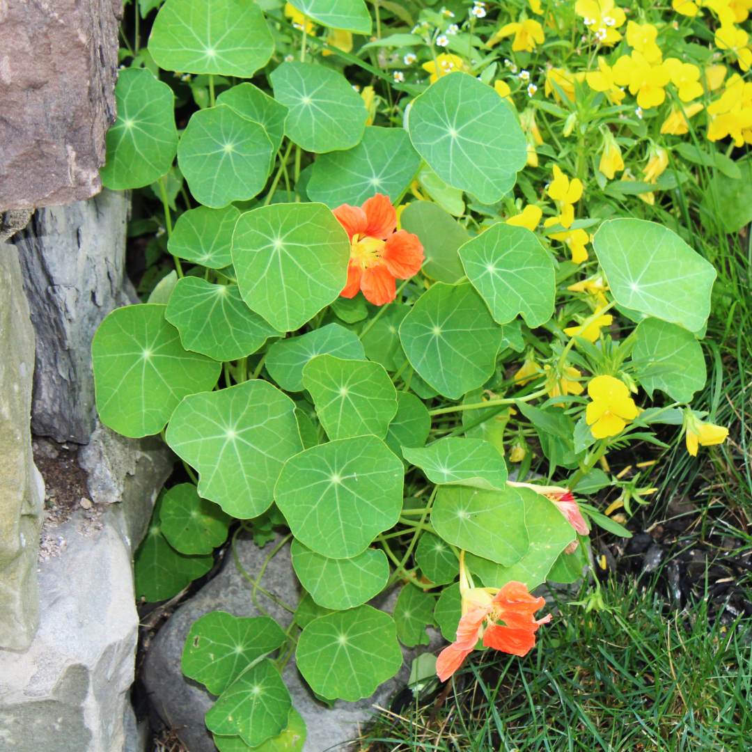 6 Best Cantaloupe Companion Plants & What Not to Plant The Potager