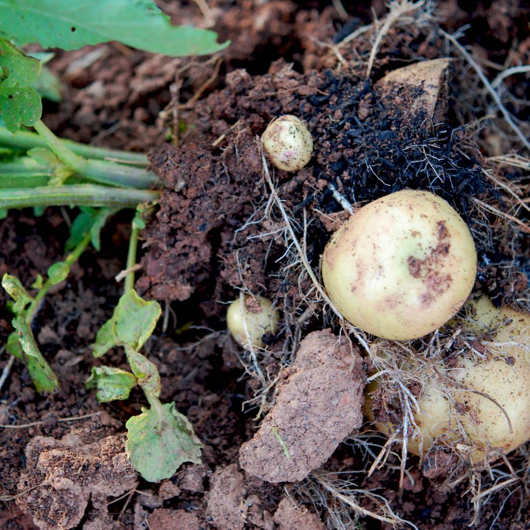 6 Best Cantaloupe Companion Plants & What Not to Plant The Potager