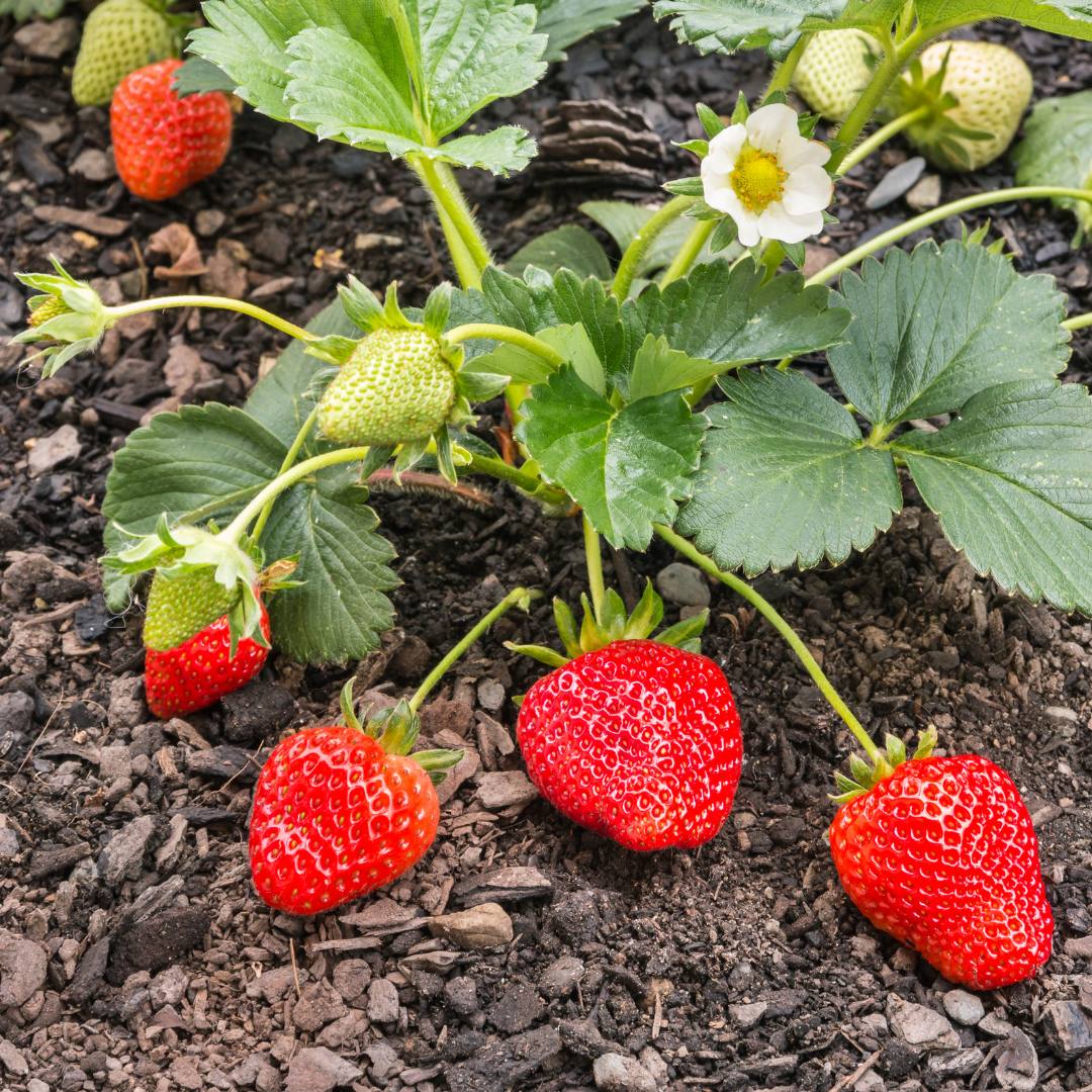 4 Best Spinach Companion Plants + 4 Not to Plant! The Potager Project