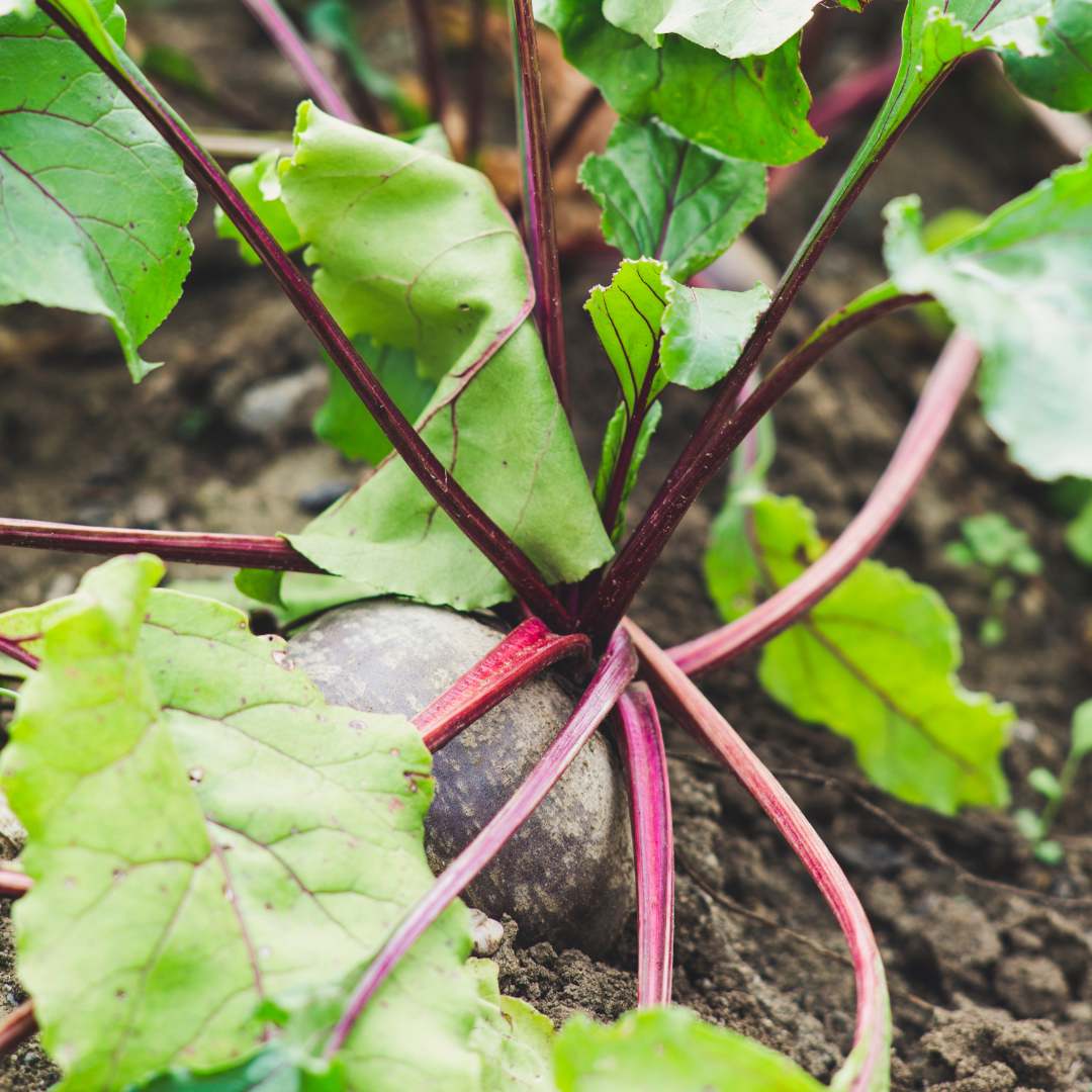 5 Best Turnip Companion Plants What to Plant & Not Plant The Potager