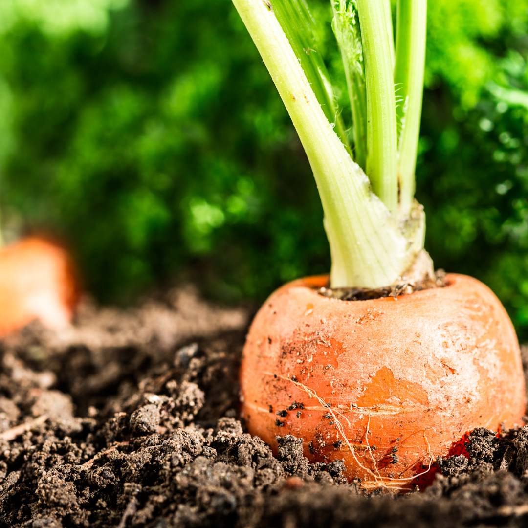 5 Best Turnip Companion Plants What to Plant & Not Plant The Potager