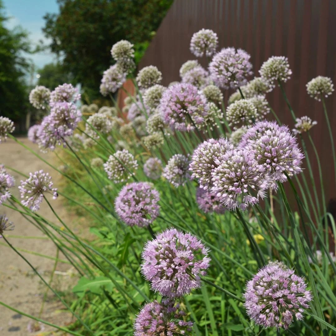 6 Perfect Asparagus Companion Plants & What to Avoid The Potager Project