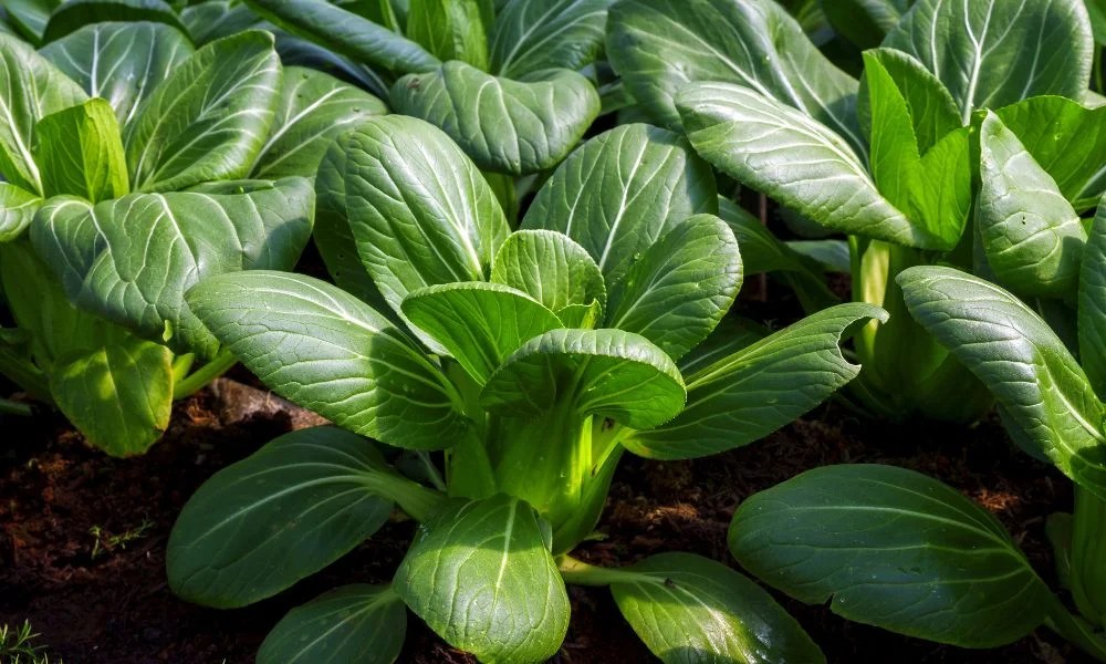 5 Must Have Plants When Companion Planting Bok Choy The Potager Project