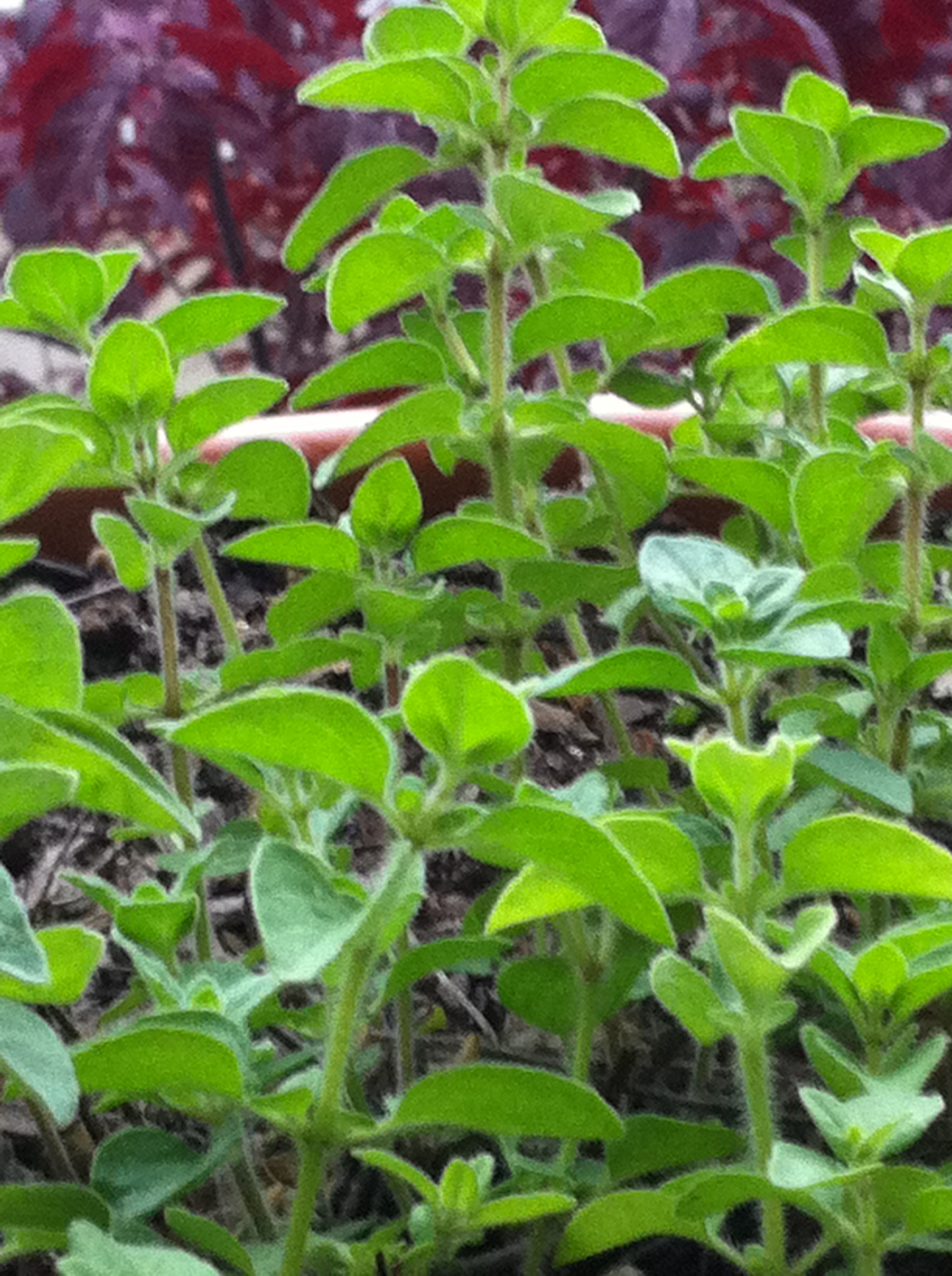 oregano The Potted Bloom