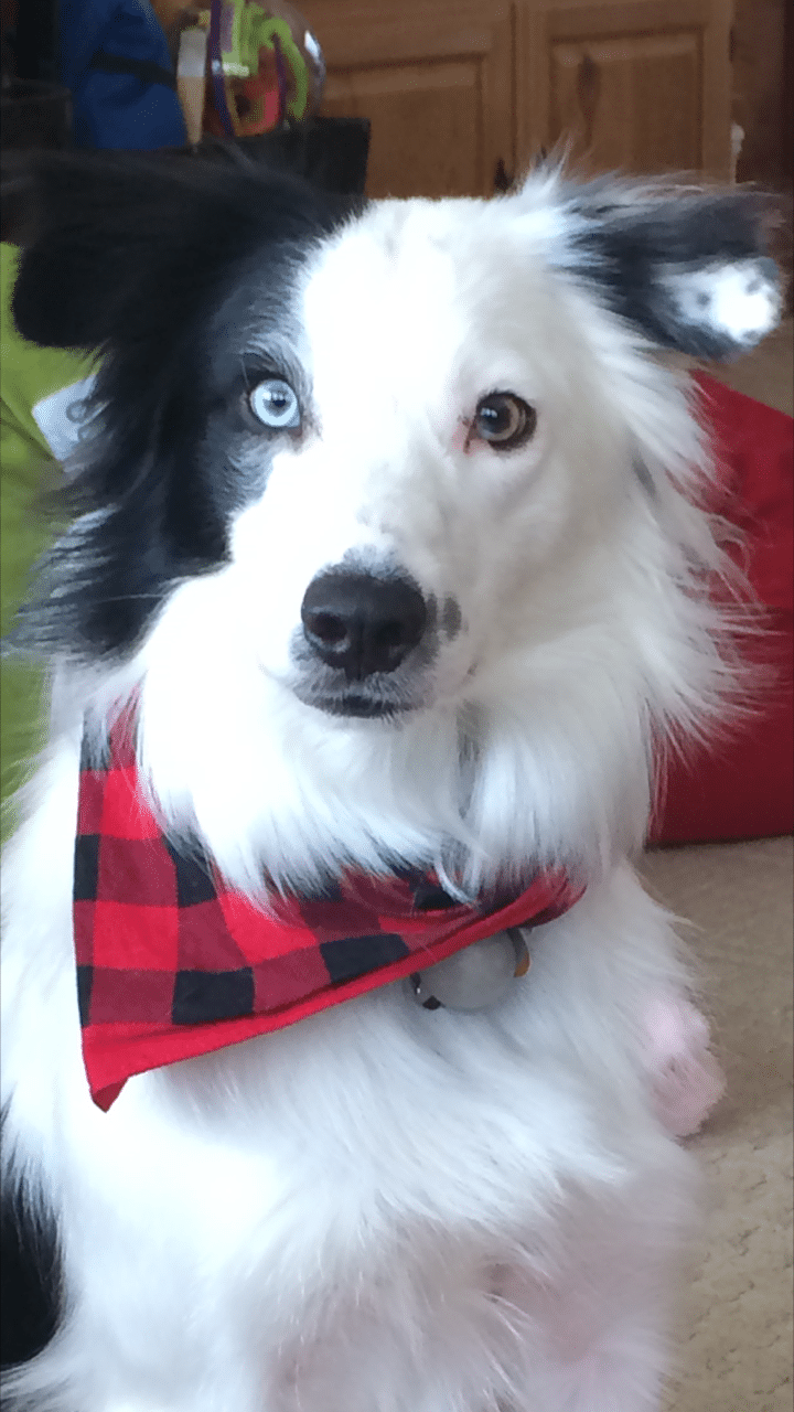 Paint Your Pet Portrait Pottery Factory Mount Kisco