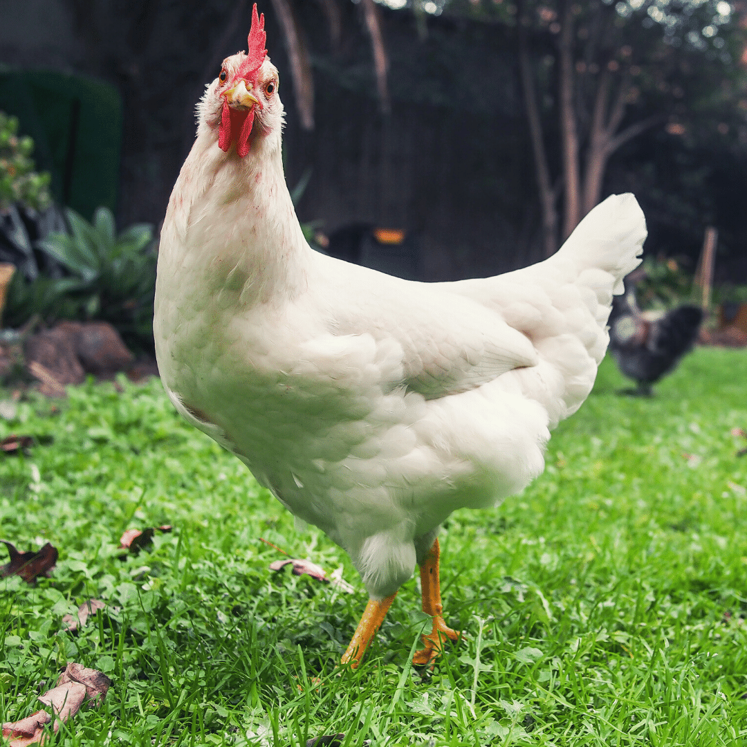 The Poultry Feed The Ultimate Guide on Poultry Feed