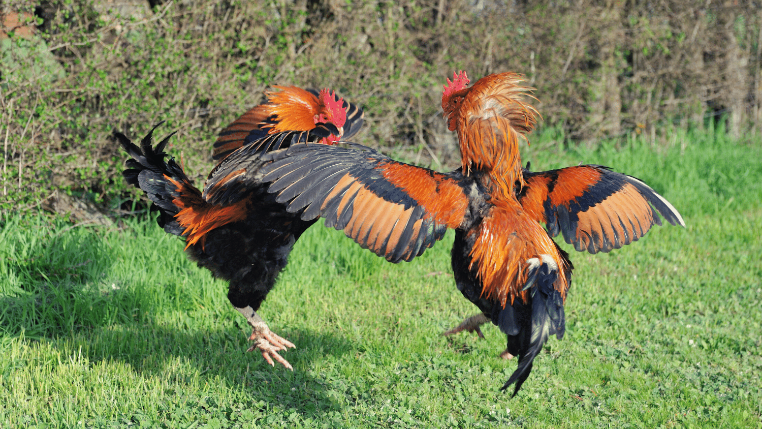 How To Make A Rooster Fight Better? The Poultry Feed
