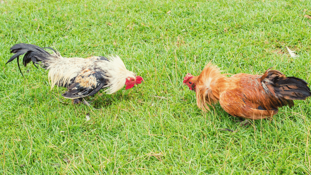 How To Make A Rooster Fight Better? The Poultry Feed