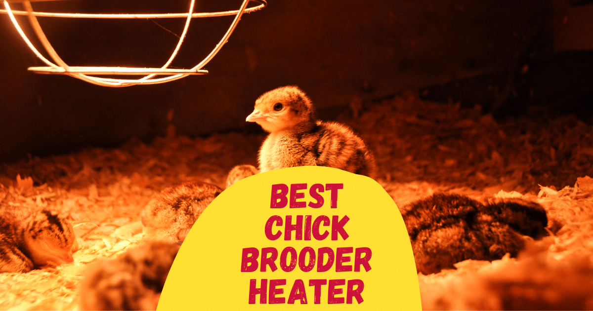 7 Best Chick Brooder Heater in 2023 The Poultry Feed