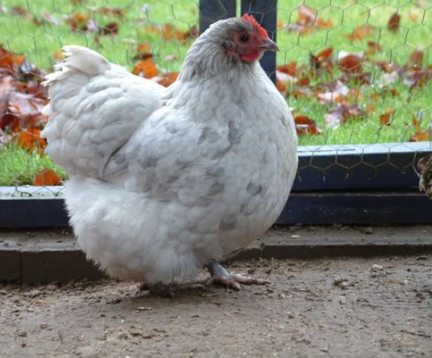 Lavender Orpington The Majestic Poultry Breed For Your Backyard