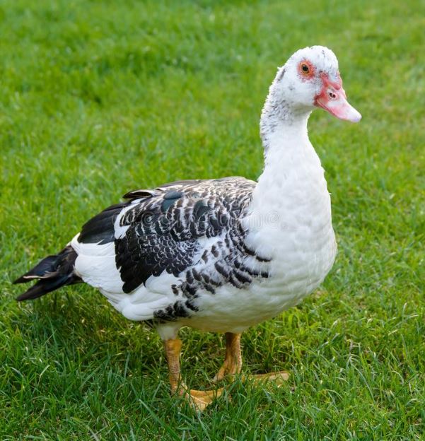 best ducks for eggs The Poultry Feed