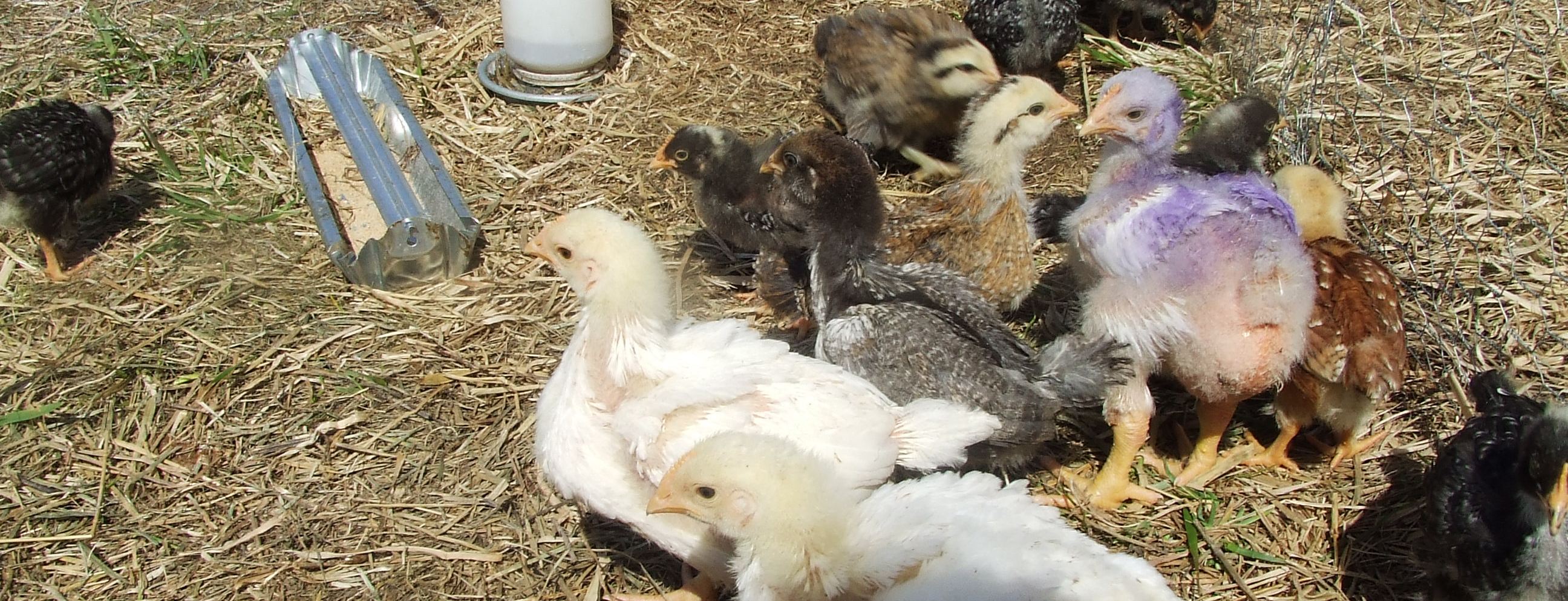 Its more economical to formulate chicken feeds with locally available materials than. Raising Chickens for Dummies | The Poultry Guide