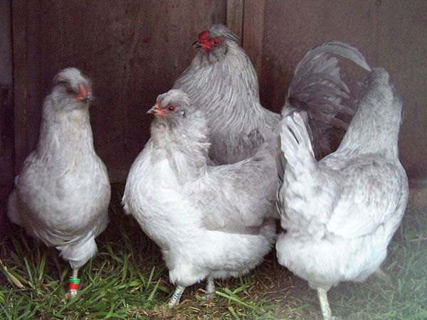 15 Most Famous Heritage Breeds of Chickens The Poultry Guide