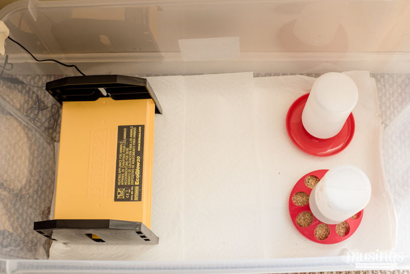 10 DIY Chick BrooderKeep Baby Chicks Safe And Warm The Poultry Guide