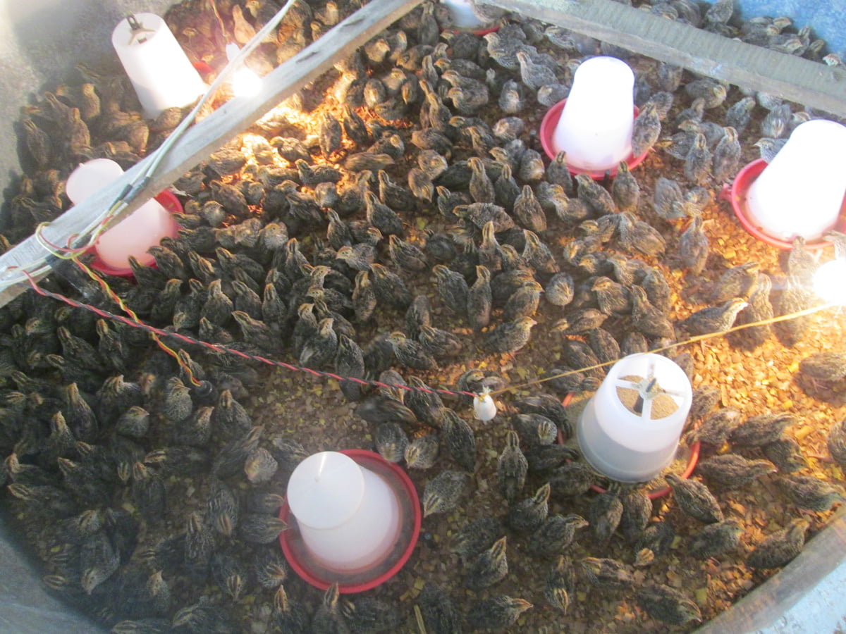 Quail farming business is the profitable business for small and