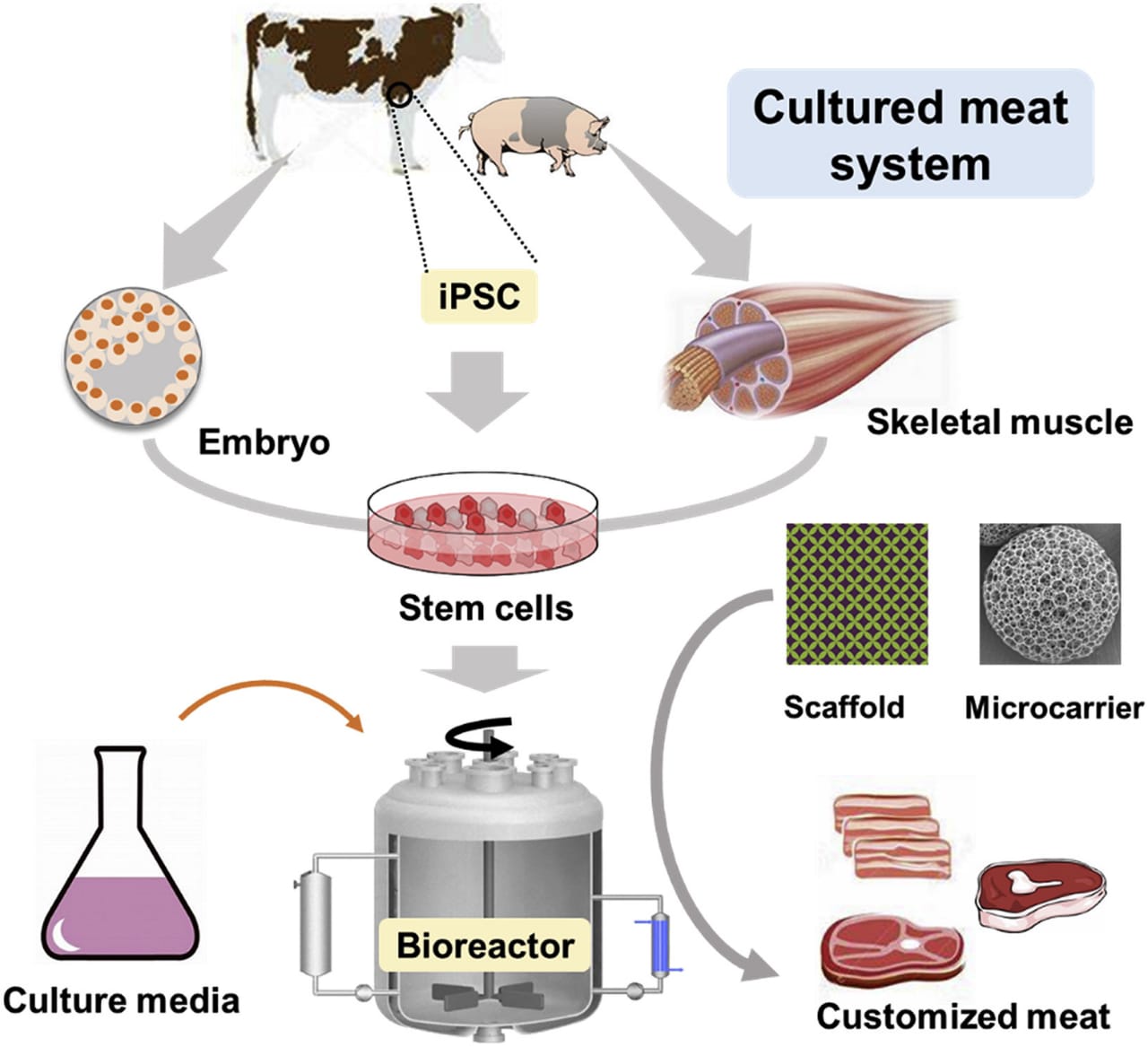 Artificial Meat Production A New Vision of the Future ENGLISH