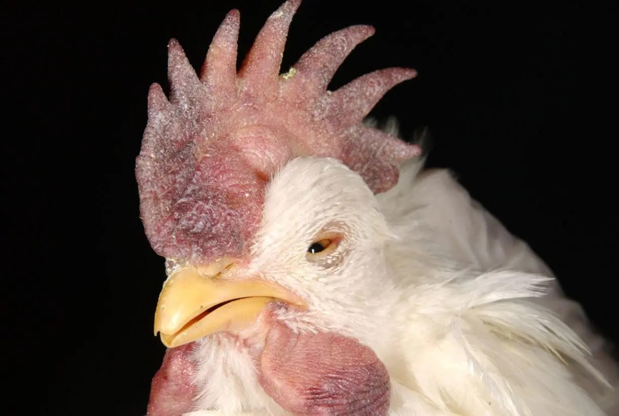 NewCastle Disease Poultry Disease
