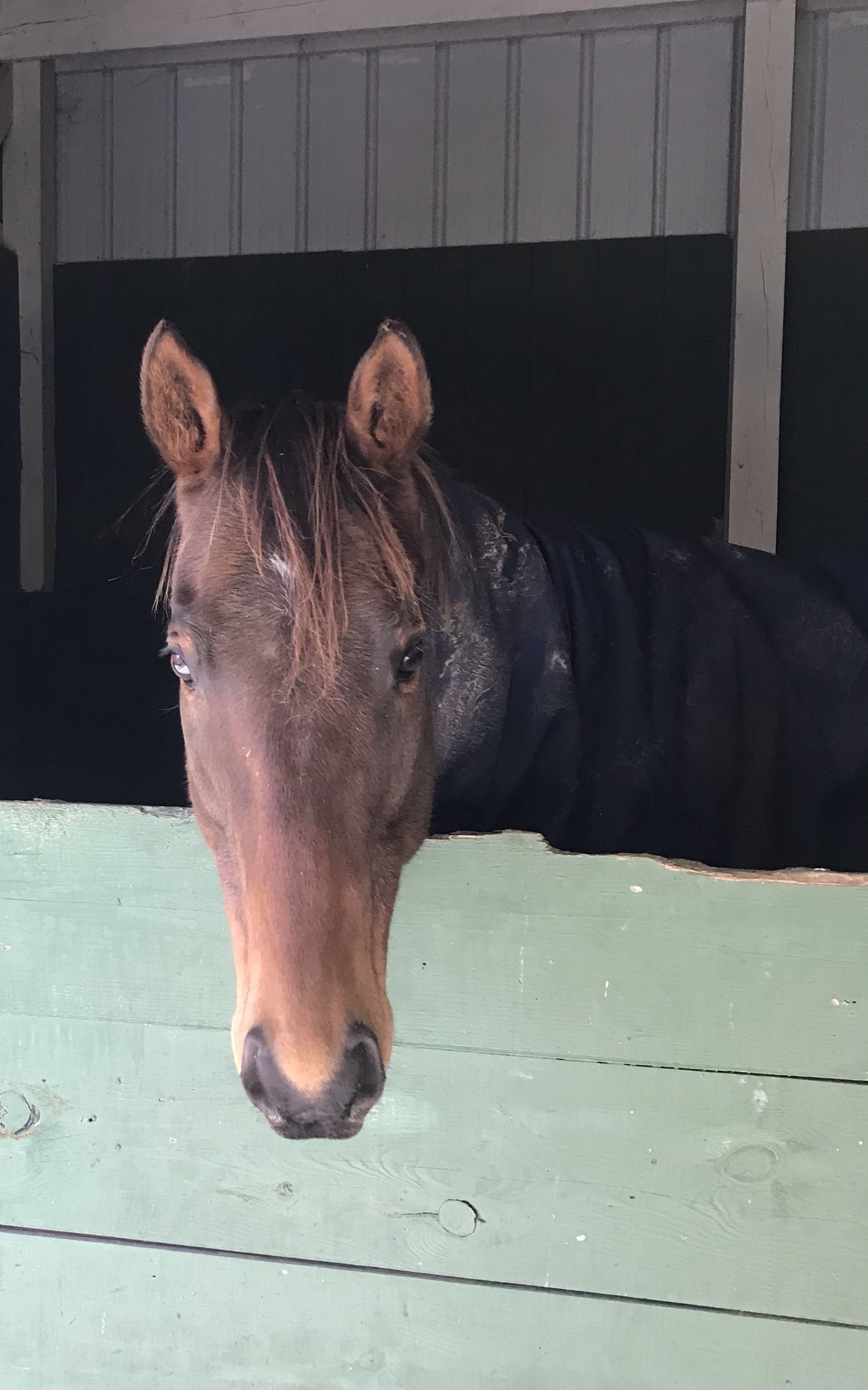 Horse Water Bucket Covers at Florence Myers blog