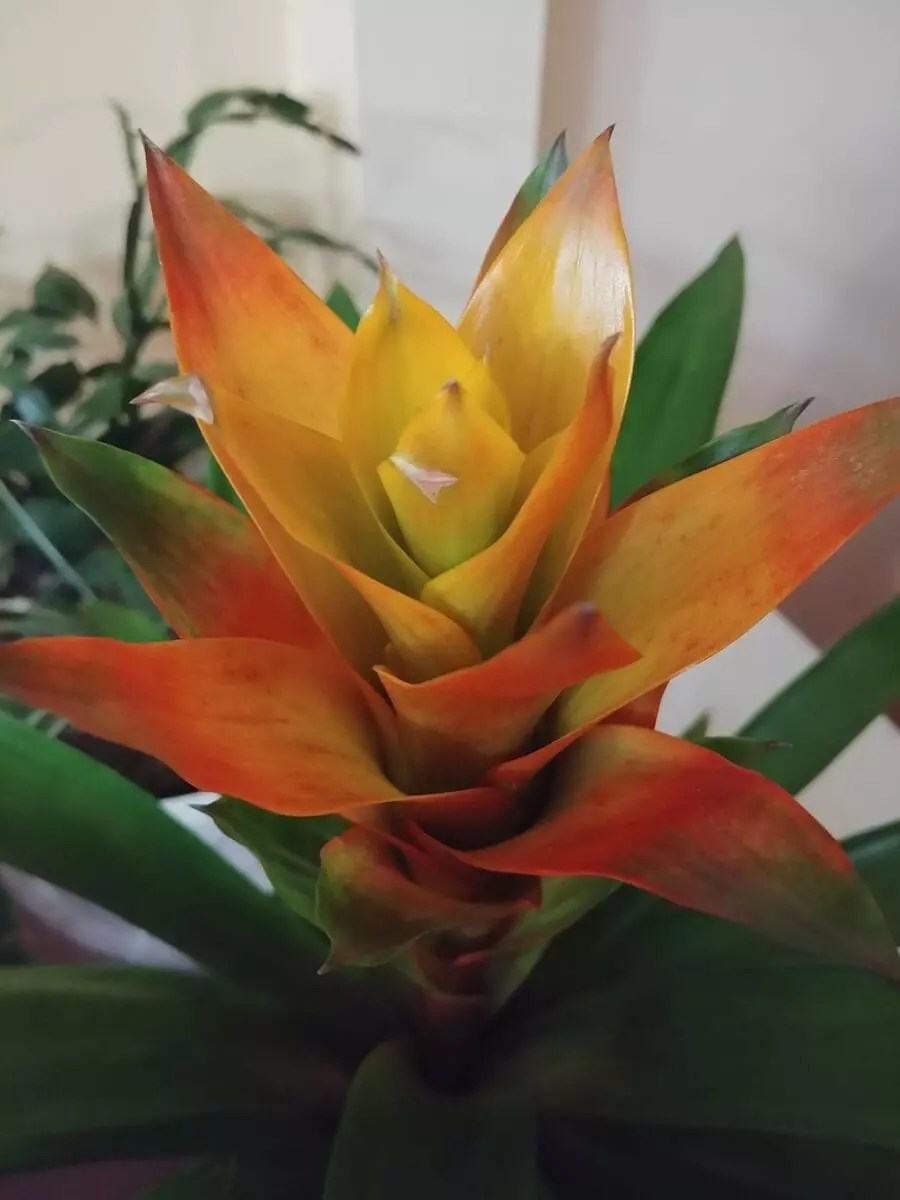 7 Indoor Plants Poisonous to Cats and Dogs (Plus PetSafe Plants to Use