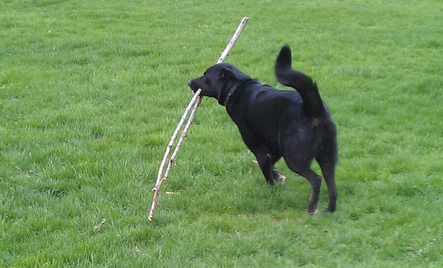 5 Simple Ways to Keep Your Dog from Eating Your Plants The Practical