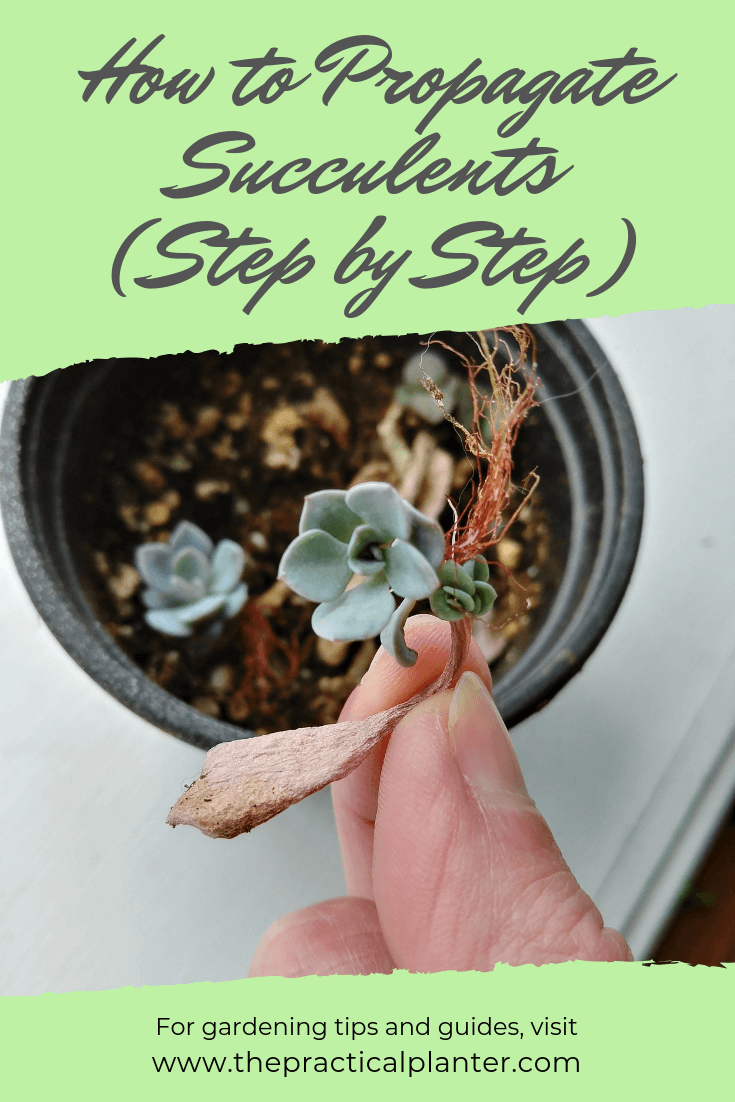 How to Propagate Succulents (Step by Step) The Practical Planter