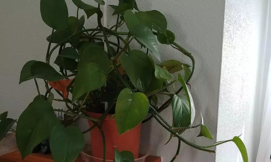 The Amazing Benefits Plants Have on Mental Health The Practical Planter