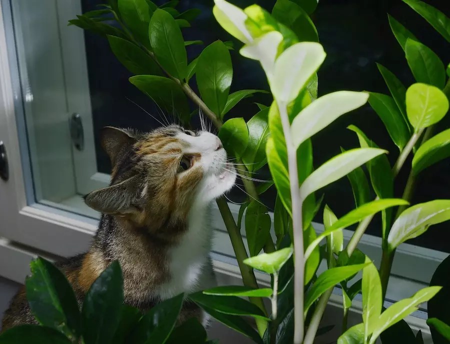 Why Is My Cat Trying To Eat My Plants at Gary Scoggins blog