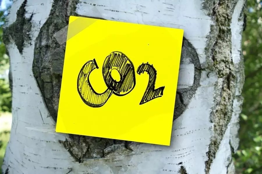 Can Plants Survive Without Carbon Dioxide? The Practical Planter