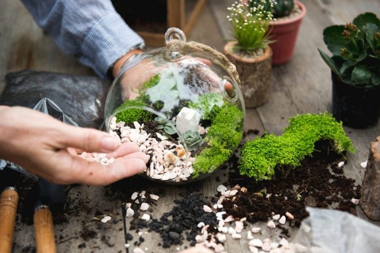 Your OneStop Terrarium Guide All You Need to Know The Practical Planter