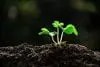Do Plants Need Darkness to Grow? - The Practical Planter