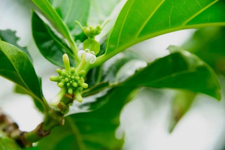 5 Tasty Fruit Plants That Can Be Grown Indoors The Practical Planter