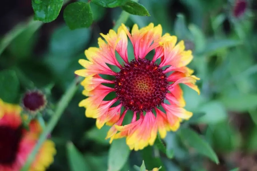 10 Full Sun Container Plants (That Can Take a Scorching Summer) The
