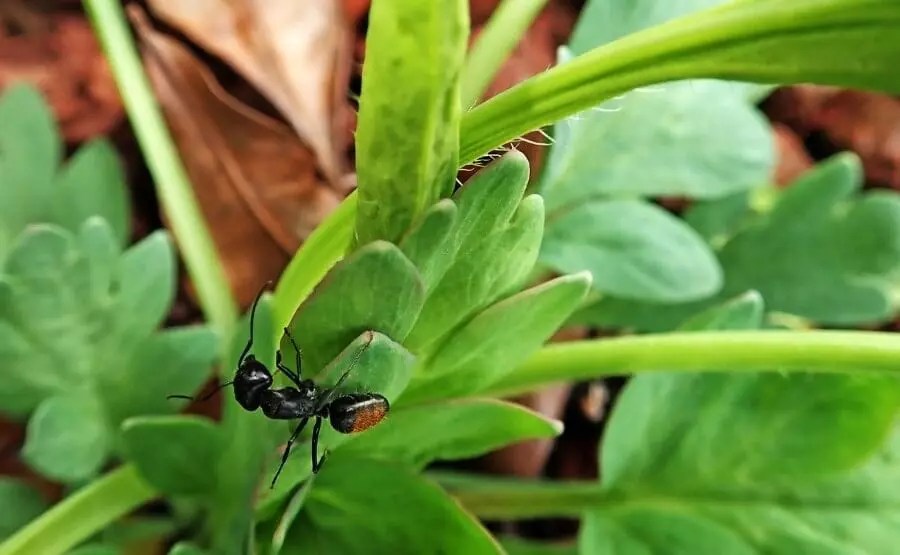 7 Impressive Plants That Repel Ants (And What Attracts