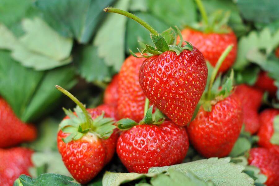 How Much Water Do Strawberries Need? (And What's the Best Watering