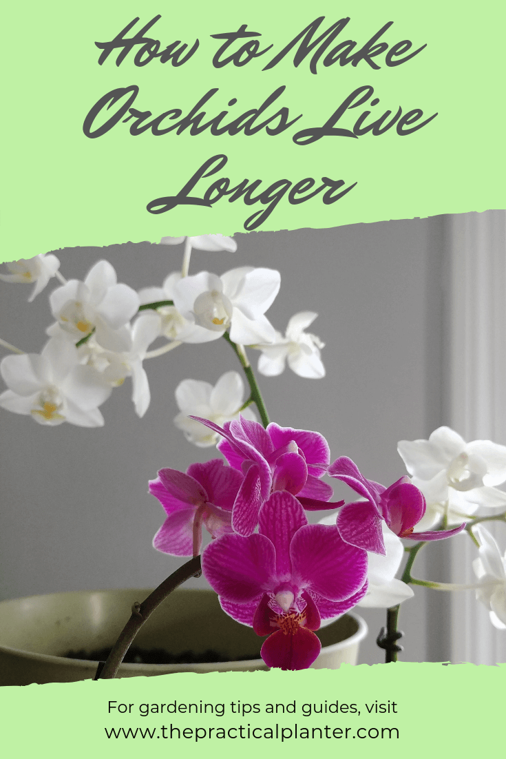 How Long Do Orchids Live? (And Tips To Extend Their Lives) The