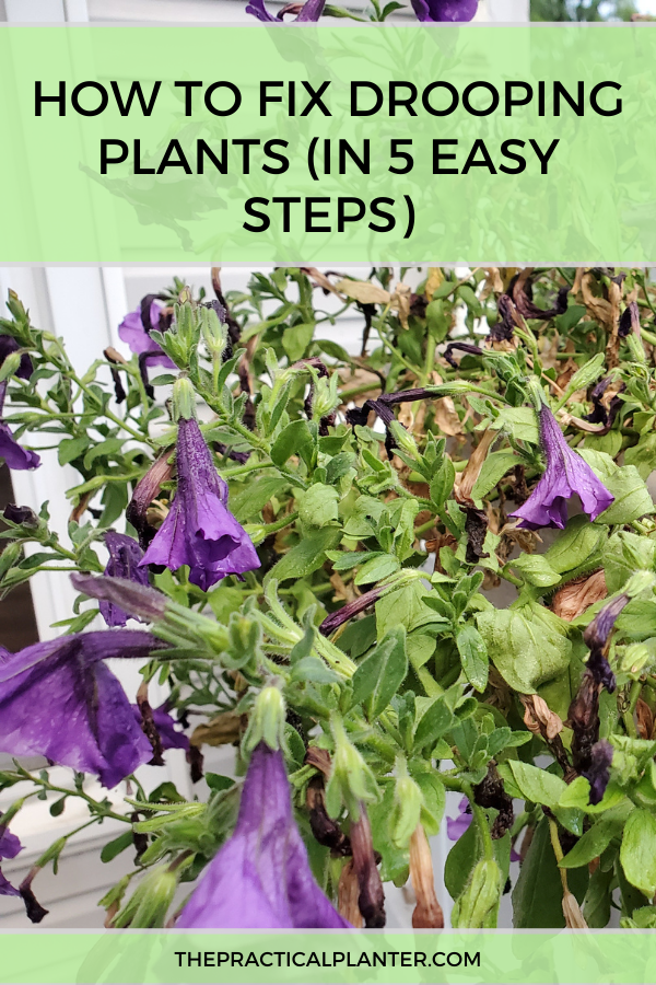 How to Fix Drooping Plants (In 5 Easy Steps) The Practical Planter