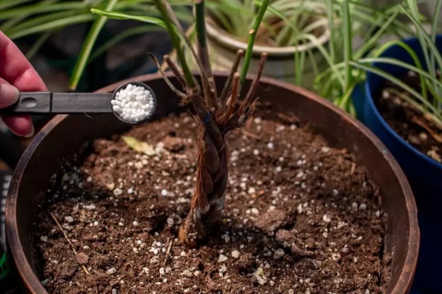 What You Should Do to Fix Nitrogen Deficiency in Plants The Practical