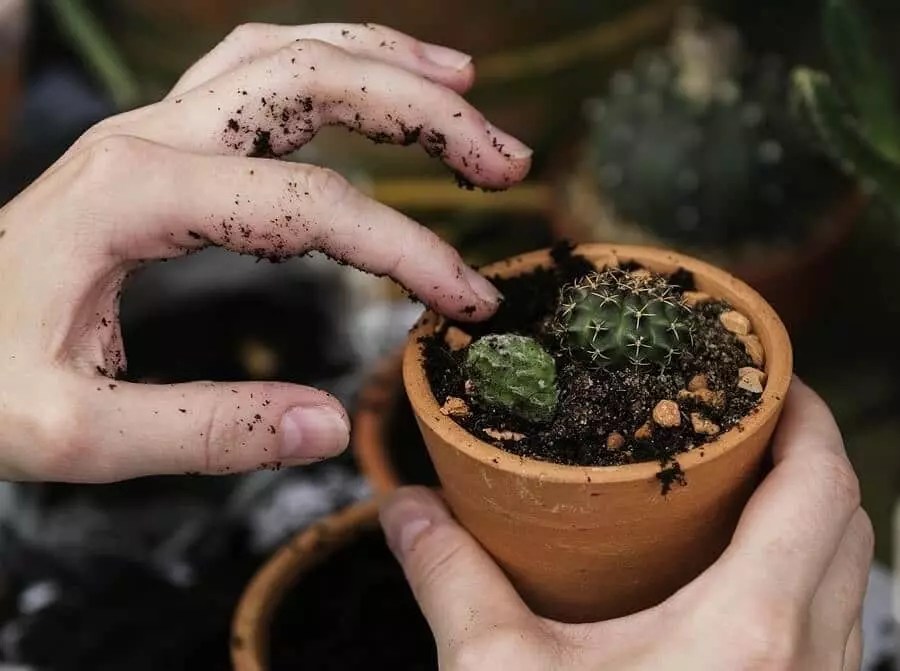 How to Aerate Soil in Potted Plants (And Why You Should Do